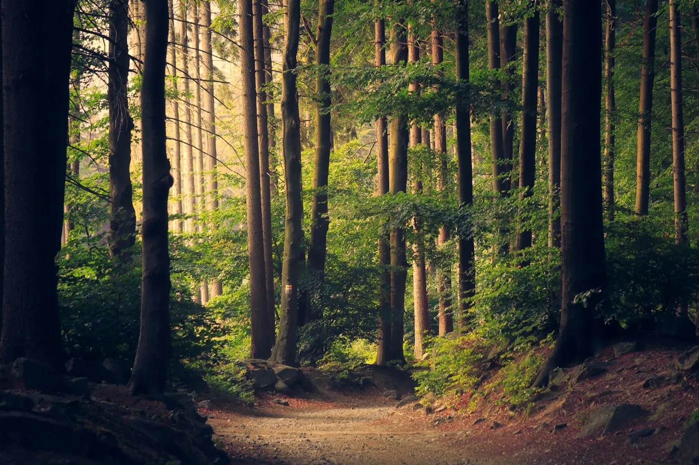 A wooded lot with no house yet